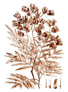 Cedrelopsis grevei Katrafay, Kathrafay Cedrelopsis grevei Katrafay, Kathrafay